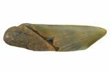 Partial, Fossil Megalodon Tooth Paper Weight #144439-1
